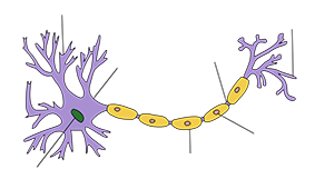 neuroneassone