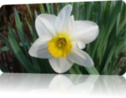 narciso