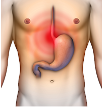 digestion